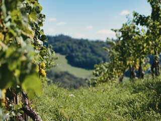 Scenic view of  a lush vineyard on hills on a sunny day in Glanz, Austria