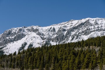 Lush green field surrounded by towering mountains and tall trees in Alberta, Canada