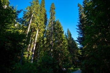 Low angle shot of tall trees in a forest near the Bijambare Caves, Bosnia and Herzegovina