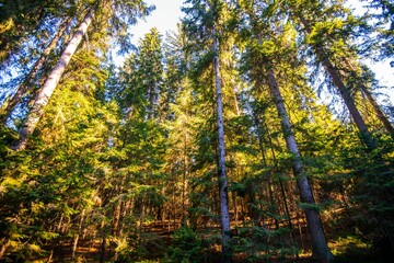 Low angle shot of tall trees in a forest near the Bijambare Caves, Bosnia and Herzegovina