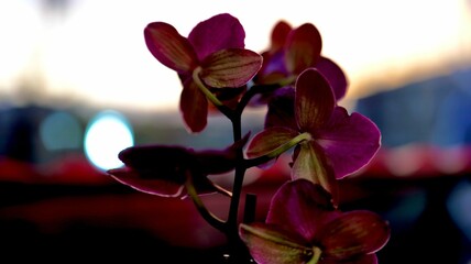 Vibrant orchids silhouetted against sunset
