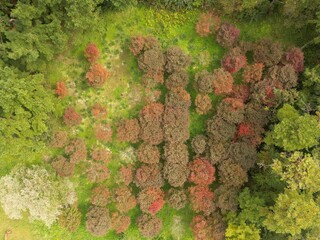 Aerial shot of greenery on the Hallasan in the daylight in Jeju, South Korea