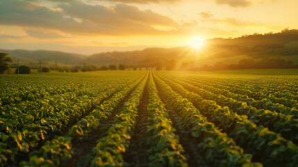 The golden hour sunlight cascades over neatly arranged crop rows in a vast agricultural field with mountains silhouette in the background.