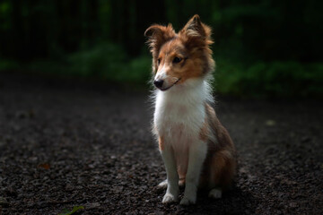 Adorable puppy of shetland sheepdog also known as sheltie.	
