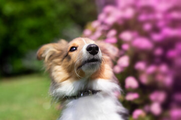 Adorable puppy of shetland sheepdog also known as sheltie.	
