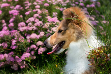 Adorable puppy of shetland sheepdog also known as sheltie.	
