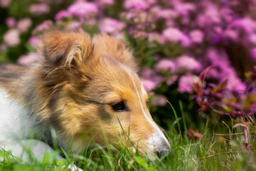 Adorable puppy of shetland sheepdog also known as sheltie.	
 - obrazy, fototapety, plakaty