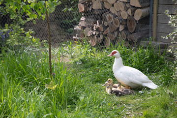 Mother white musk duck with red eyes walks with her little ducklings inspring in the farm...