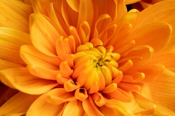 Fototapeta premium Closeup of a beautiful flower with glistening water droplets scattered across its petals