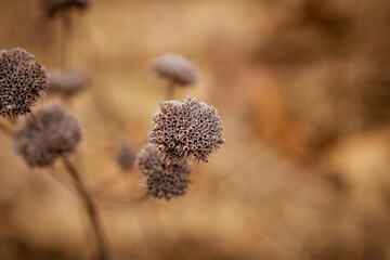 Closeup of the dry plants in a barren landscape