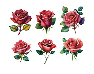 赤いバラの花のイラストセット