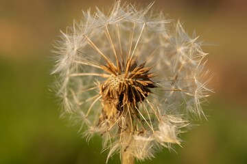 Closeup shot of details on a fluffy dandelion with some seeds missing