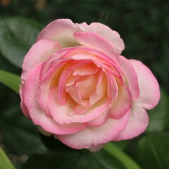 Closeup shot of a stunning blooming pink rose