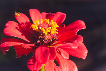 Zinnia elegans flowers in red, photo of flowers with spring colors, the most famous annual...