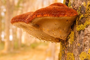 Fungus growing on a tree trunk