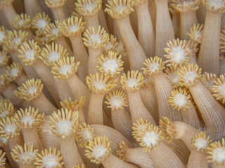 Corail mou macro Maldives