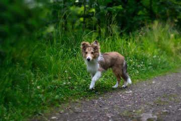 Naklejka na ściany i meble Adorable puppy of shetland sheepdog also known as sheltie. 