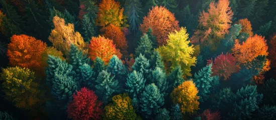 Fotobehang An aerial view of a lush forest filled with a dense array of autumn trees creating a vibrant canopy. © FryArt Studio