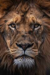 Full face lion - Lion face close up