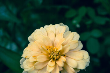 Yellow Zinnia elegans, photo of flowers with spring color, is one of the most famous annual...