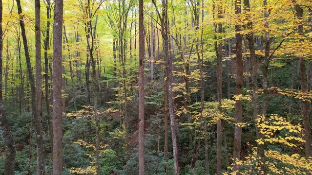Drone view through tall autumn-colored trees in Brevard North Carolina