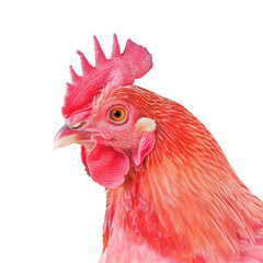 Closeup of a red roosters head with comb and beak on transparent background