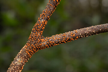 Coral spot fungus on branch