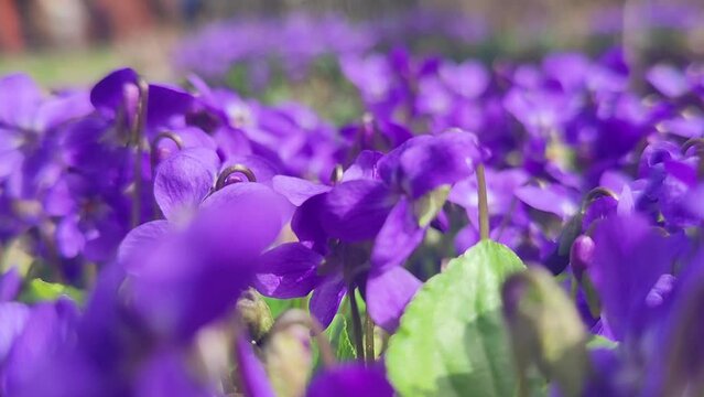 Wild  purple violets flowers blooming in spring