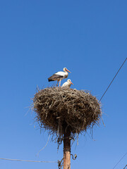 A pair of storks in a nest against clear blue sky background