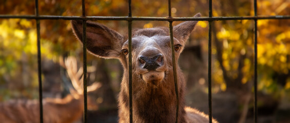 A portrait of elk behind a fence also known as wapiti or pronghorne antelope.