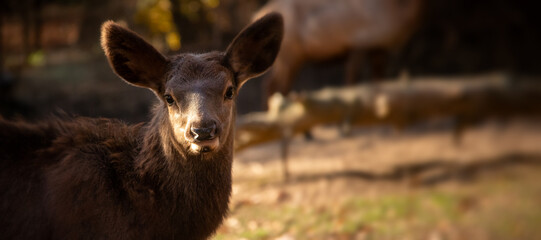 A portrait of little baby elk also known as wapiti or pronghorne antelope.