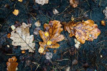 Autumn oak leaves on the ground.