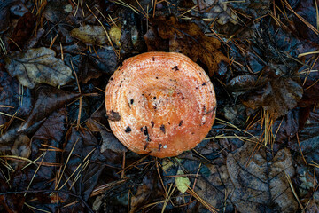Autumn mushroom ginger pine on the ground.