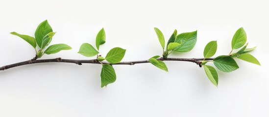 A close-up view of a tree branch covered with vibrant green leaves and small buds.