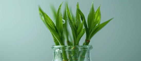 A glass vase is filled with water and vibrant green plants, with bamboo shoots elegantly growing against a white background.