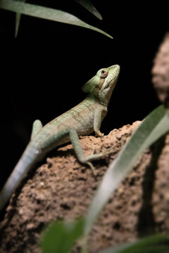 A tiny The eastern casquehead iguana also knwon as Laemanctus longipes.
