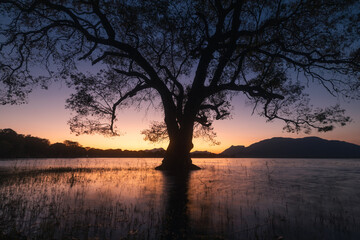 Calm lake with tree surrounded by water at dawn. Kandalama reservoir at beautiful sunrise, Sri...