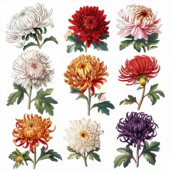 Clip art illustration with various types of chrysanthemums on a white background.
