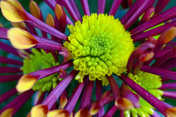Flowers, detail, background: macro shot of a chrysanthemum flower