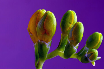 Flowers, detail, background: macro shot of buds of a forsythia