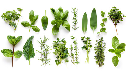 Green herbs set  on white background. Rosemary, mint, oregano, basil, sage, parsley, dill, leaves. Herbal seasoning ingredients for cooking. - obrazy, fototapety, plakaty