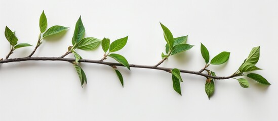 A tree branch with vibrant green leaves and buds isolated on a clean white background. - Powered by Adobe