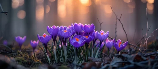 Fotobehang A group of fragrant purple crocus flowers stands out amidst the trees in a forest setting. © FryArt Studio