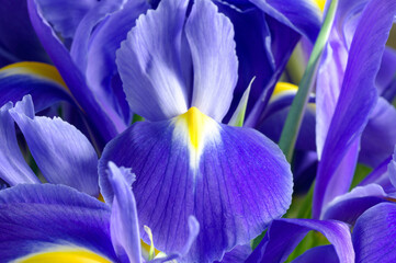 Flowers, detail, background: macro shot of the flower of an iris