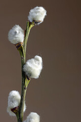 Plants, detail, pussy willow: macro shot of inflorescences of a willow