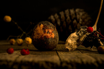 still life photography with avocado seeds, rose, fruits