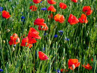 Bright red poppies bloom amidst green foliage.