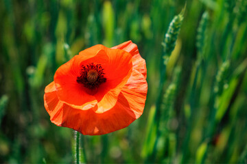Detailed view of a blooming red poppy in nature.