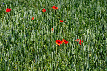 Sunlit wheat field featuring sporadic, vibrant poppy blooms.