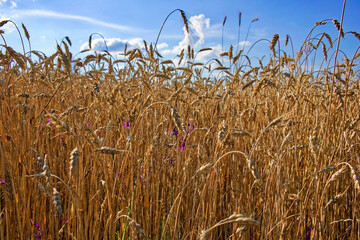 A field of ripe wheat basks in sunlight under a partly cloudy sky.